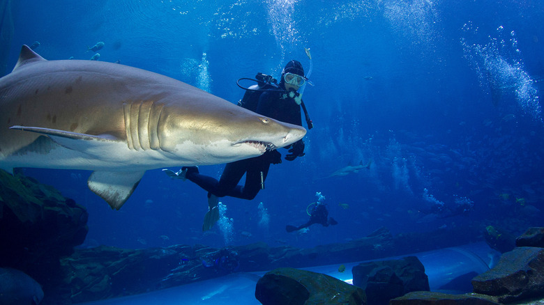 Diver in aquarium with shark