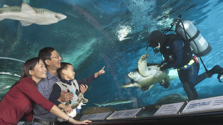 Family watches a diver in aquarium