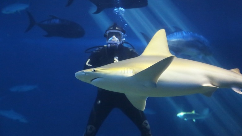 Diver with shark