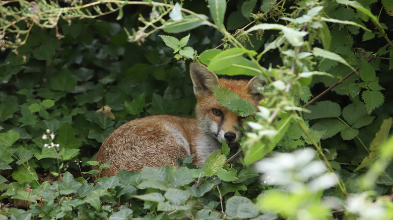 Fox at Parkland Walk