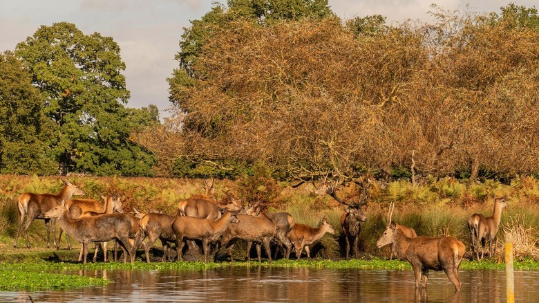 Richmond Park