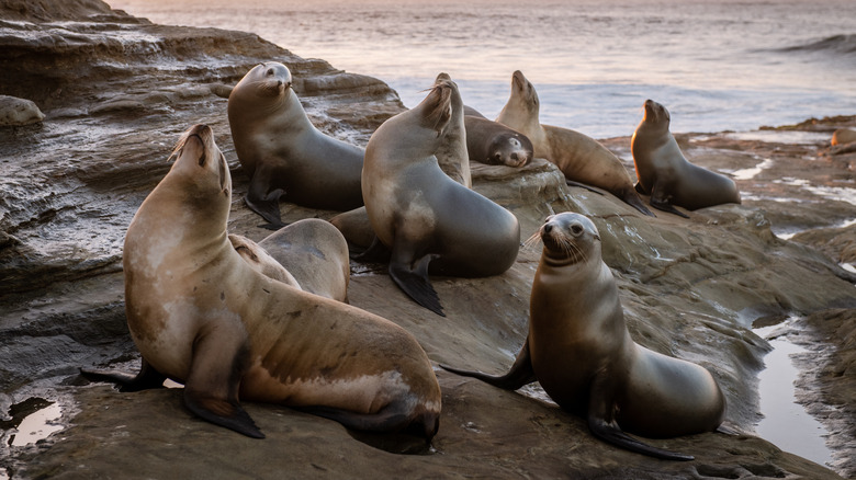 Sea lions on the rocks in La Jolla