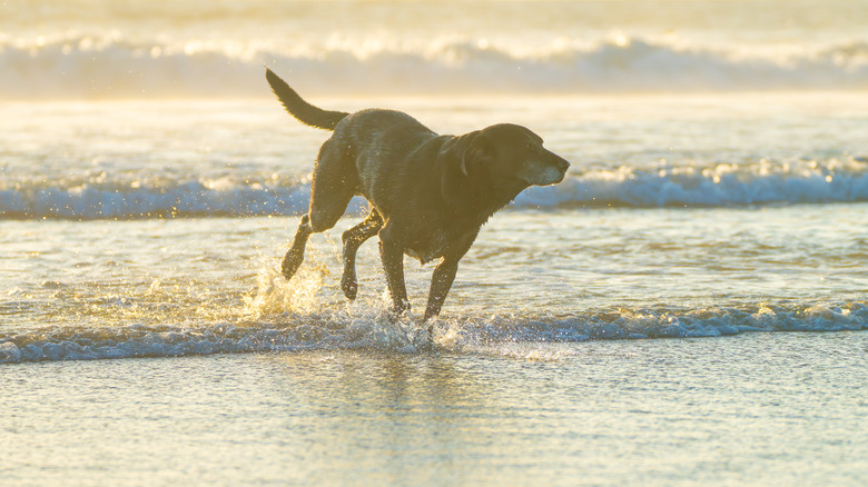 A dog running in the waves