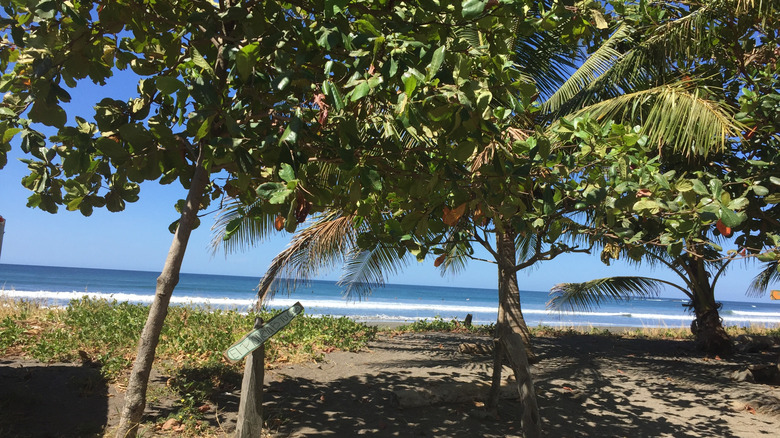 Beachfront view of a famous surfing beach in Costa Rica