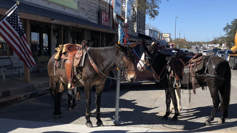 Horses on the street in Bandera, Texas