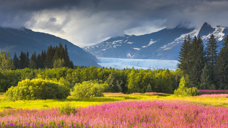 flower field with trees, mountains