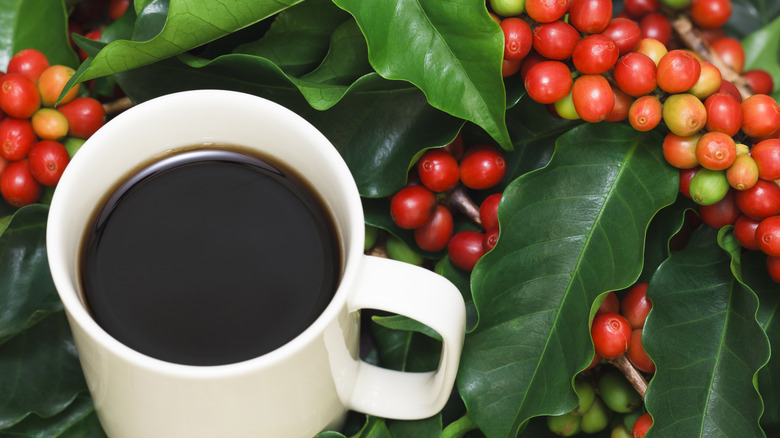 Coffee cup surrounded by coffee leaves