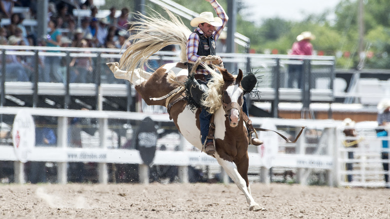 cowboy riding a saddle bronc at cheyenne frontier days