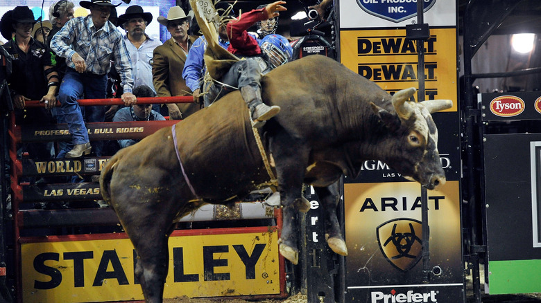 bull ridere getting bucked off at thomas & mack center las vegas