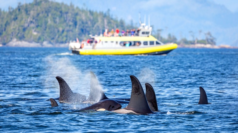 Orca san juan islands