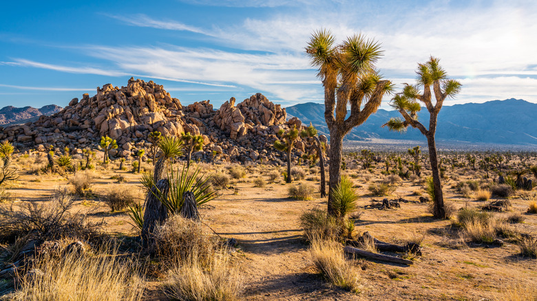 Joshua Tree Nationa Park 