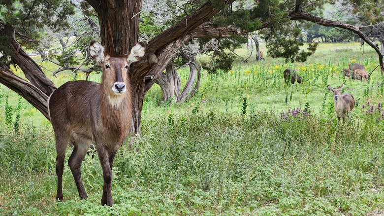 Waterbuck at Fossil Rim