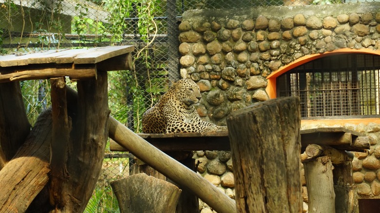 Leopard relaxing in zoo enclosure