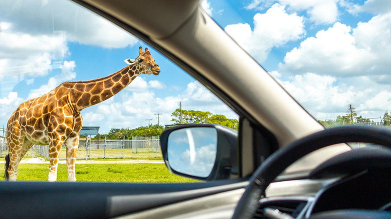 Giraffe outside of car window