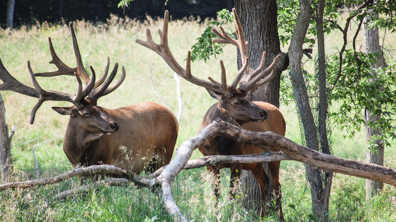 Elk standing near tree