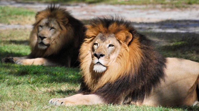 Lions relaxing in grass