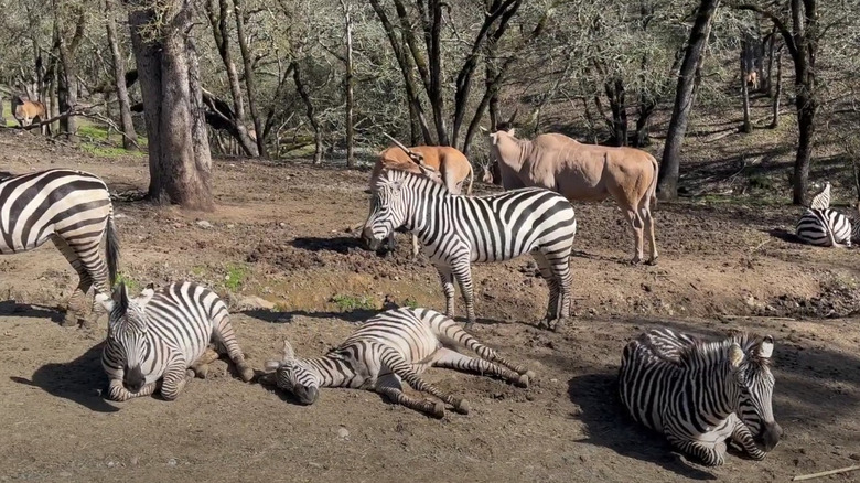 Zebras and Eland Antelope standing