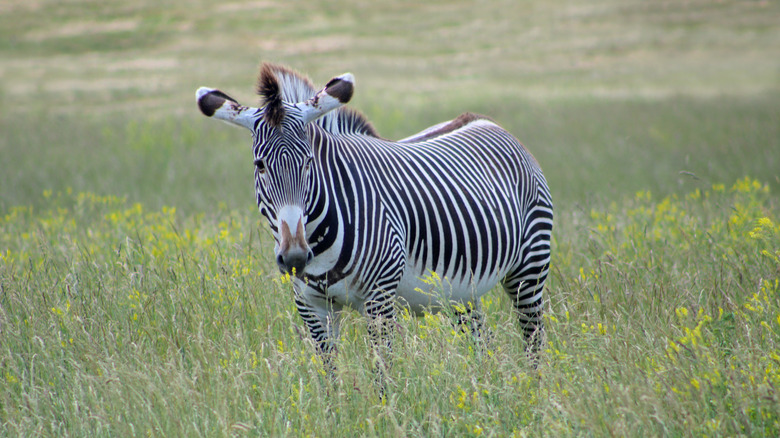 Zebra in The Wilds, Ohio