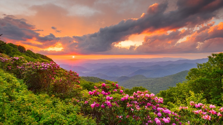 Foliage along the Blue Ridge Parkway