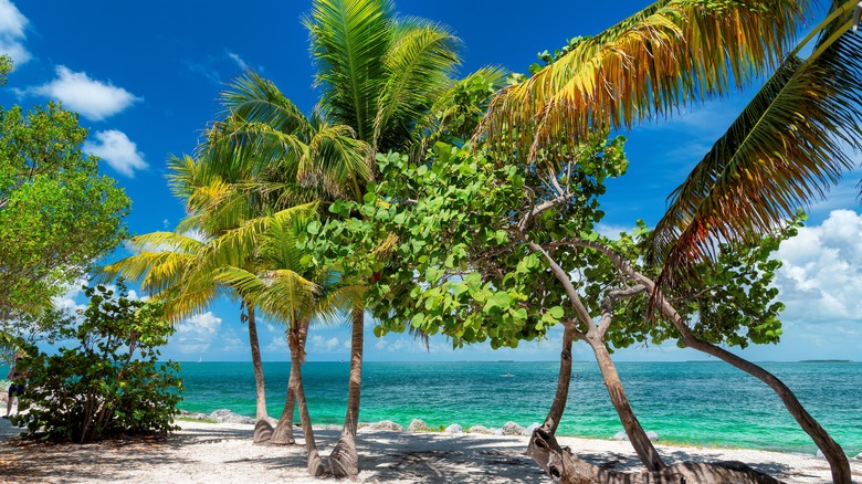 Palm trees and sea in Key West