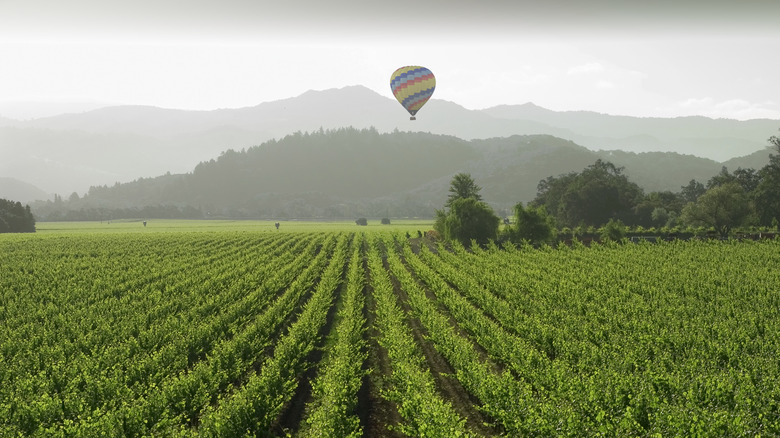 A hot air balloon over a Napa Valley vineyard