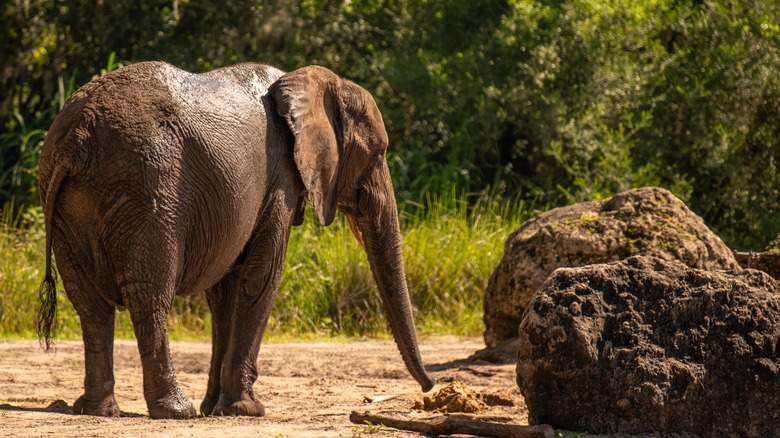 Elephant at Disney's Animal Kingdom