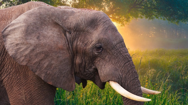 Elephant standing in the grass