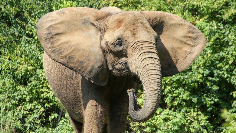 Elephant with ears spread wide