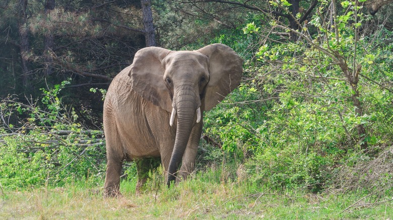 Elephant walking near trees