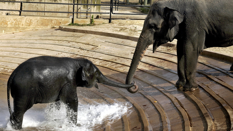 Baby elephant playing at the National Zoo