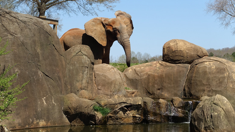 Elephant at the North Carolina Zoo