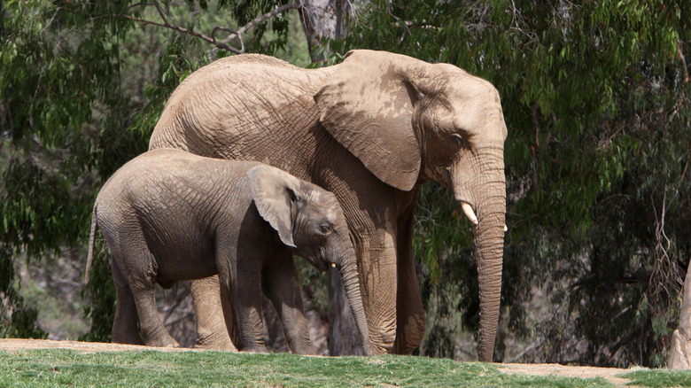 Mother elephant with calf at San Diego Zoo Safari Park