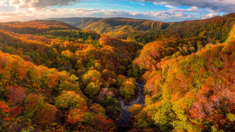 Fall foliage forest