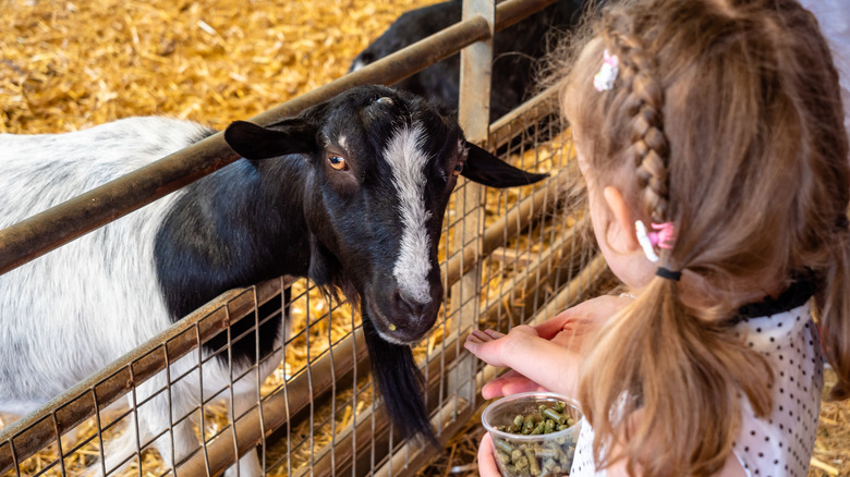 Little girl feeding a goat