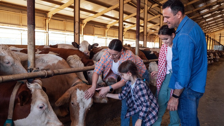 Family petting cows on farm