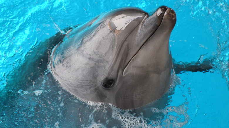 close up of a dolphin