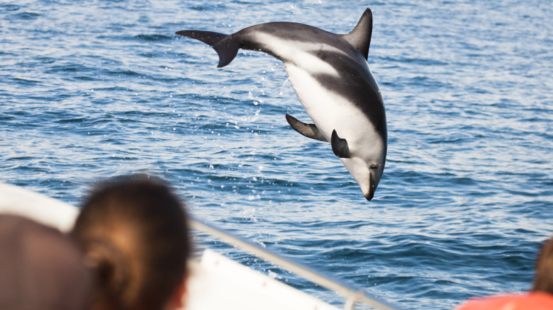 dolphins love to follow boats