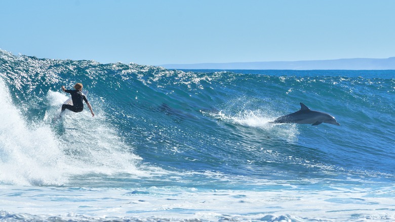 surfing with dolphins