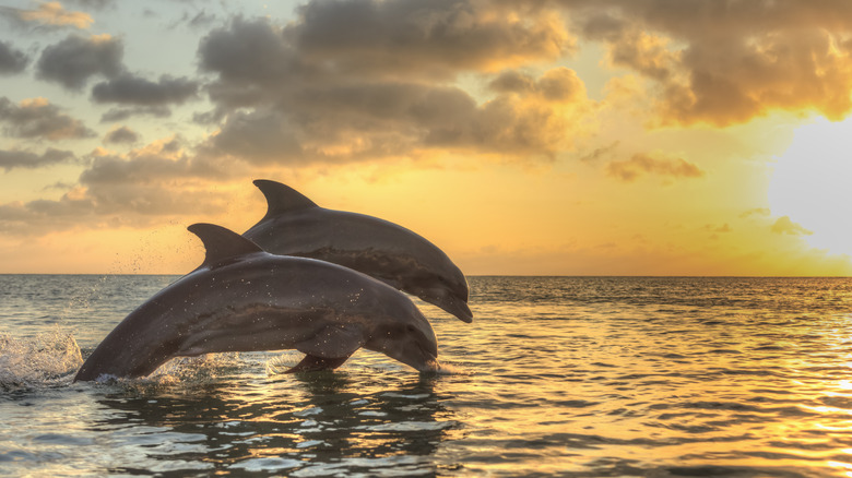 dolphins at sunset