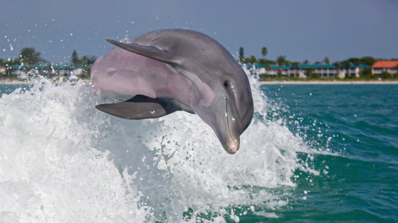 dolphins jumping