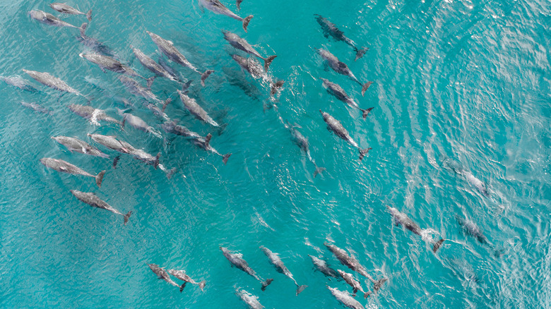 Aerial shot of a dolphin pod