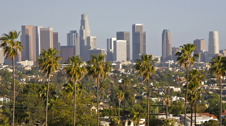 palm trees and LA skyline