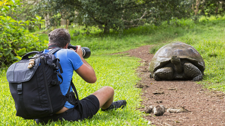 photographer taking a picture of giant tortoise in the galapagos