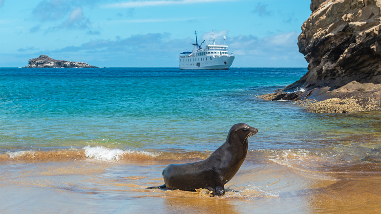 a sea lion on the beach with a cruise ship on the horizon