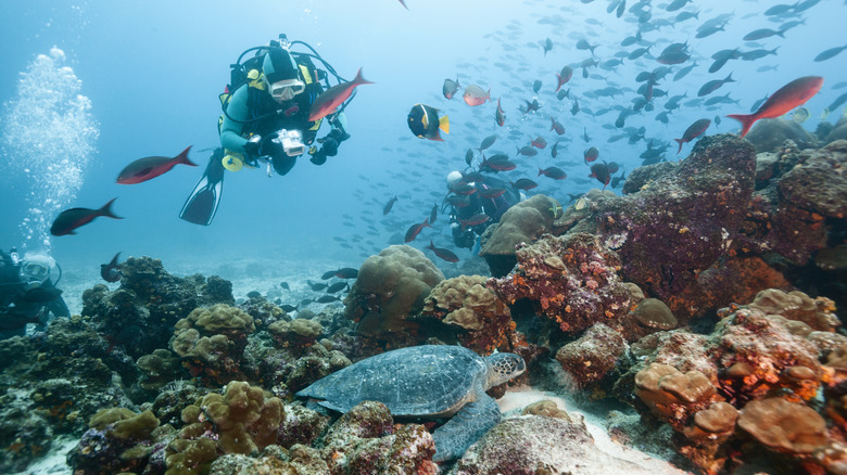 scuba diver surrounded by fish looking at sea turtle in the galapgos