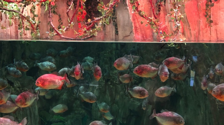 piranhas underwater in a tank