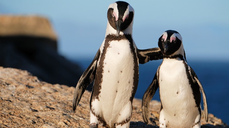 black and white African penguins