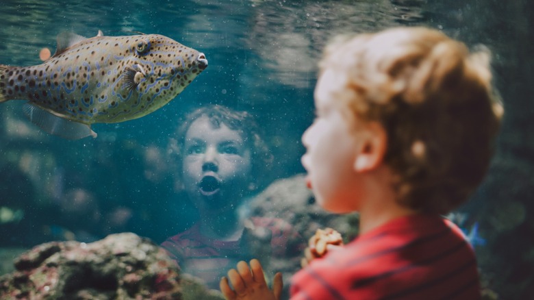 boy looks at exotic fish