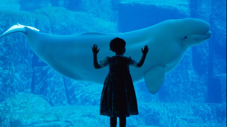 child silhouetted with aquarium whale