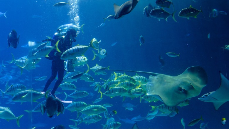 scuba diver with sea creatures